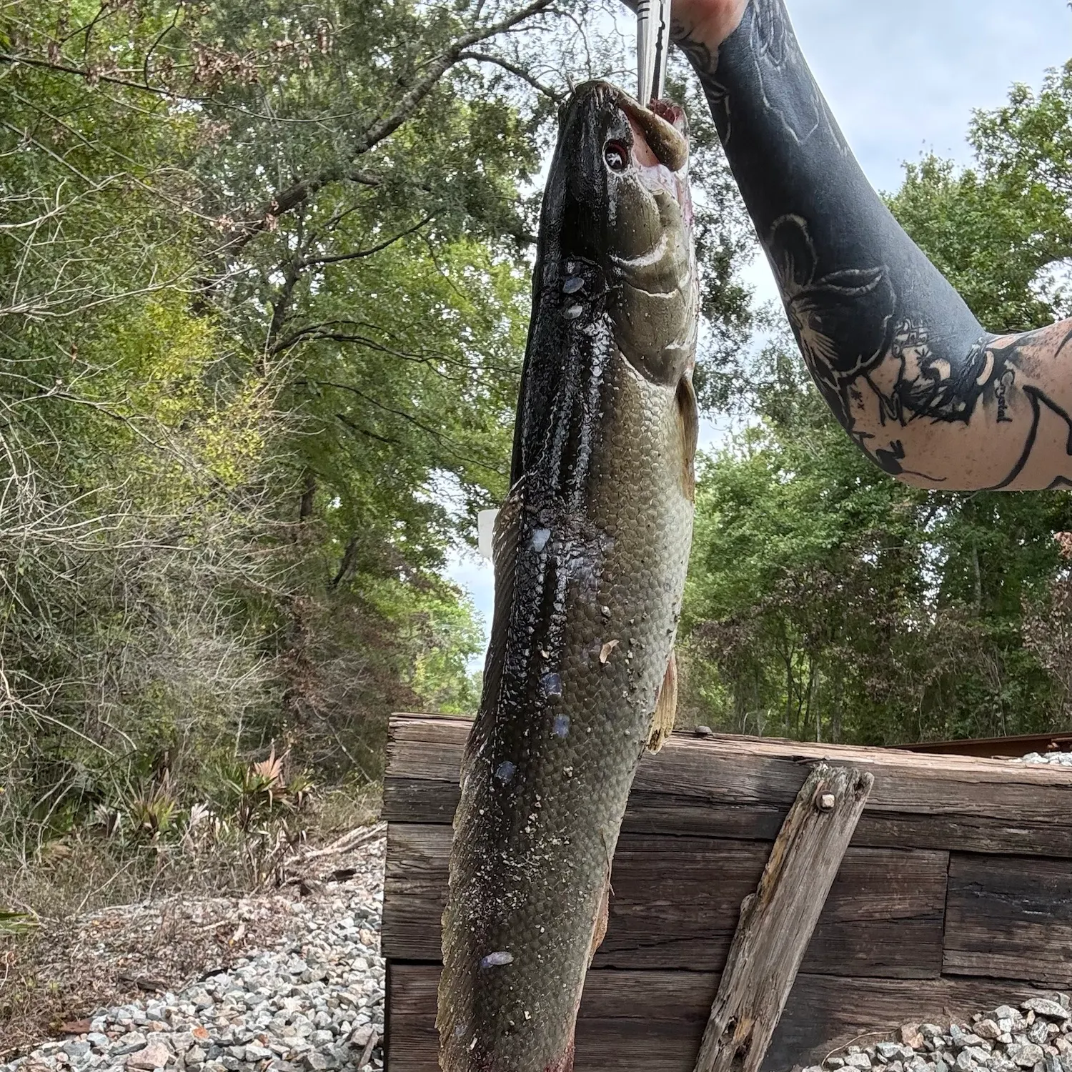 The most recent Ruddy bowfin catches on Fishbrain