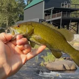 Smallmouth bass caught on Fishbrain