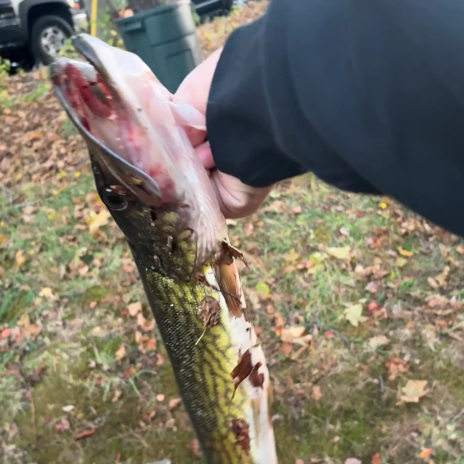Chain pickerel caught on Fishbrain