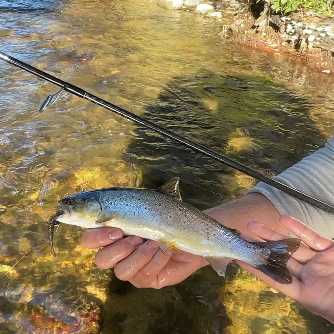 Brown trout caught on Fishbrain