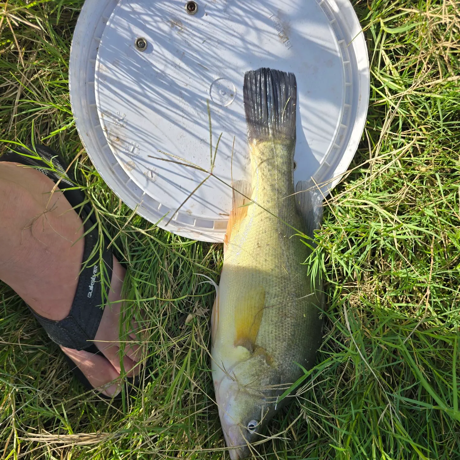 The most recent Golden perch catches on Fishbrain