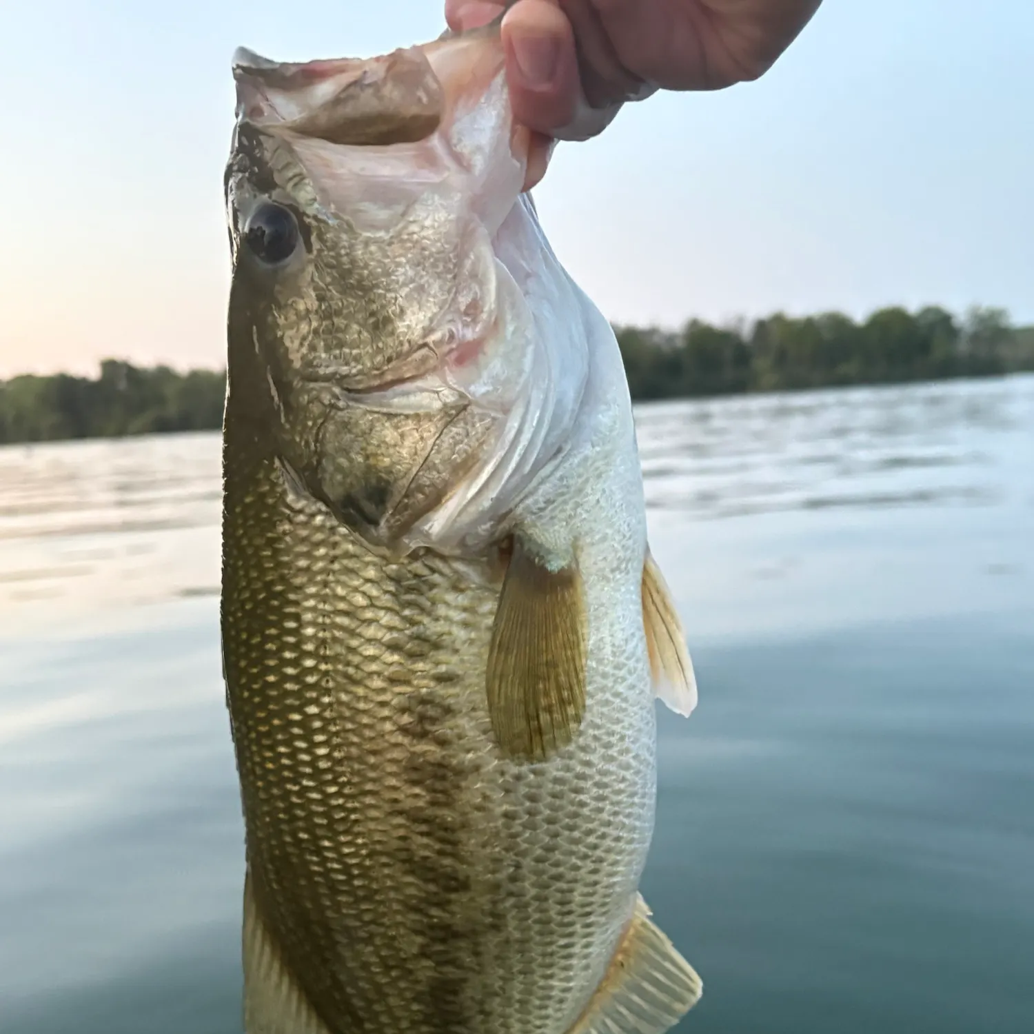 Slippery dick wrasse caught on Fishbrain