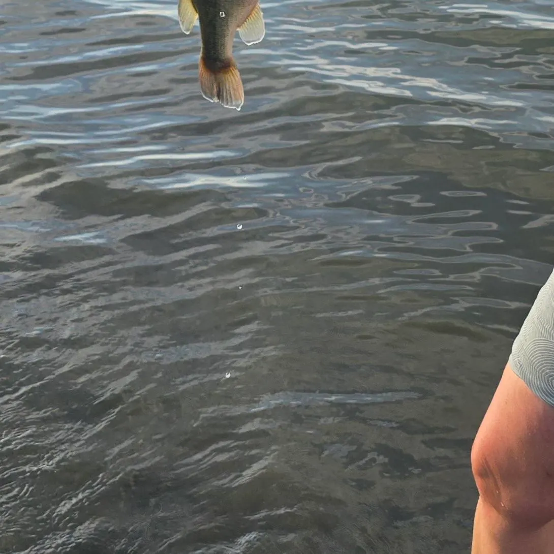 Smallmouth bass caught on Fishbrain
