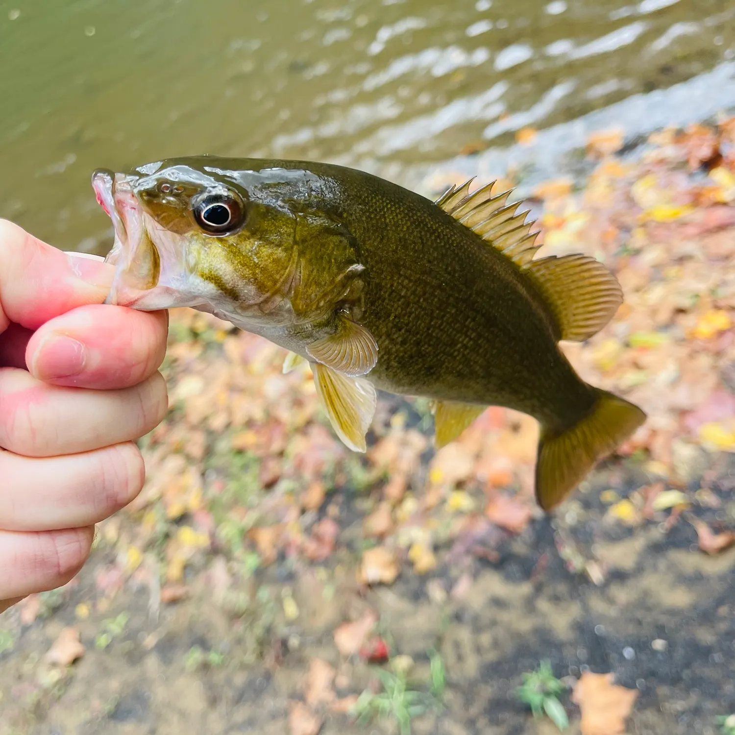 Smallmouth bass caught on Fishbrain