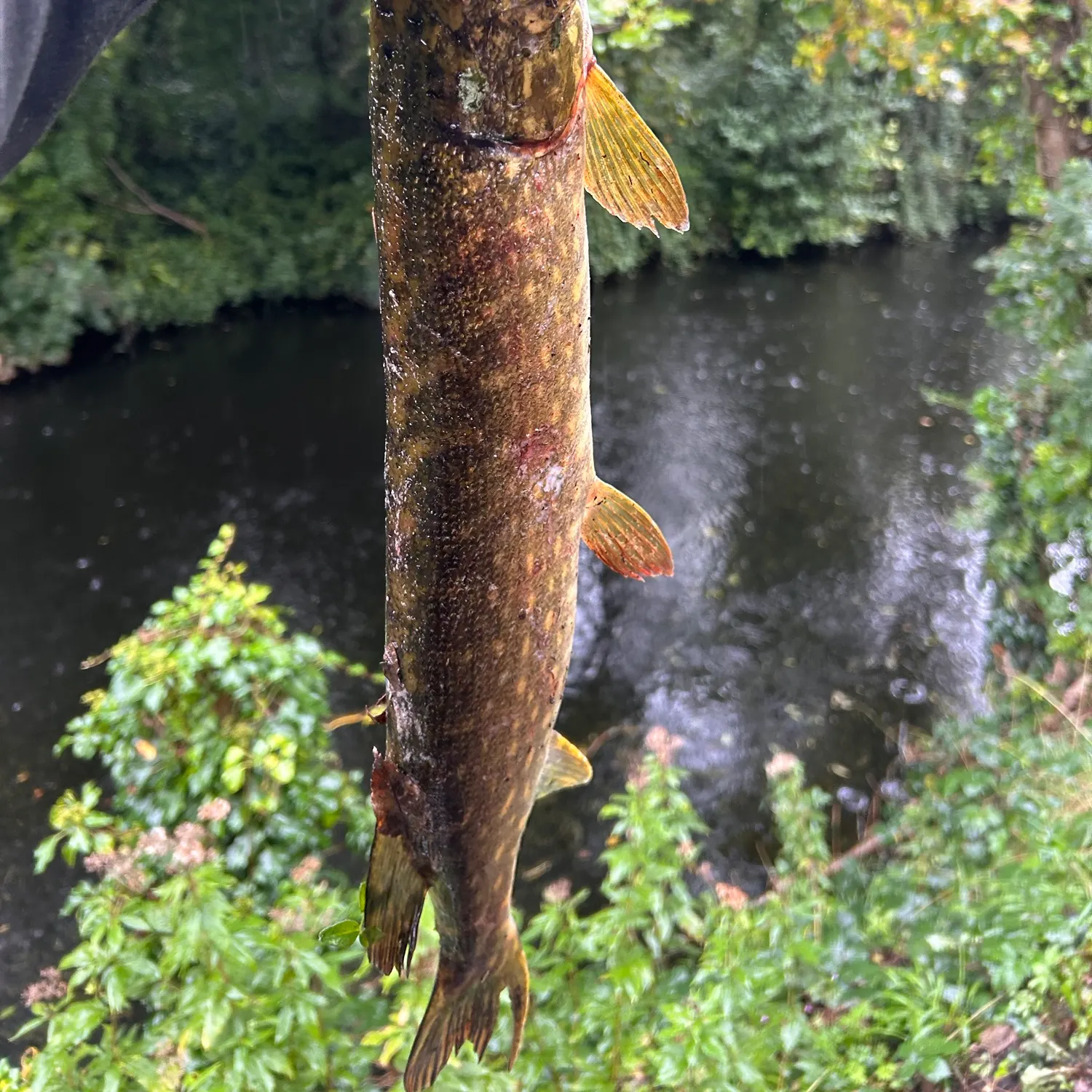 Northern pike caught on Fishbrain
