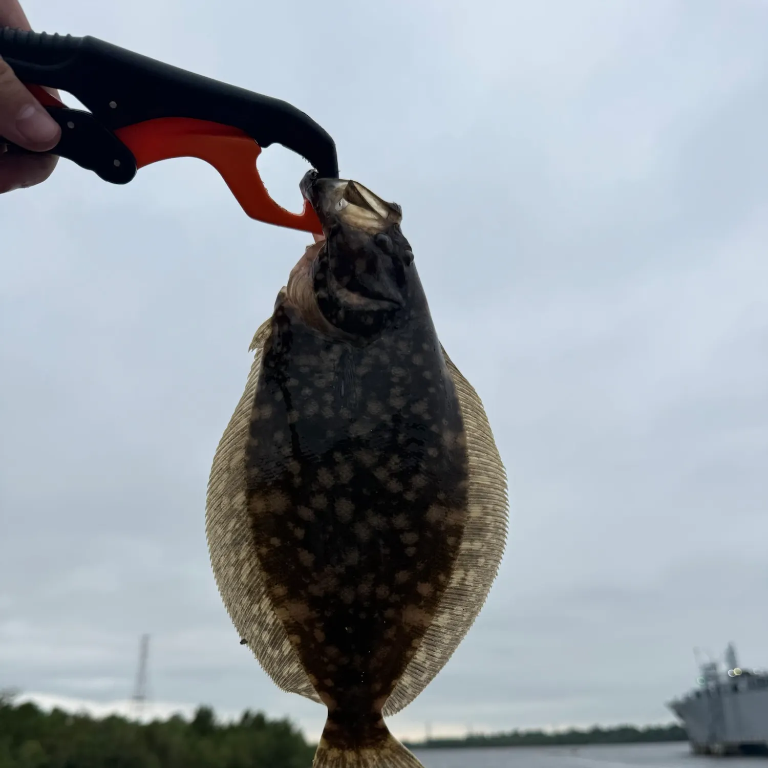 Southern flounder caught on Fishbrain