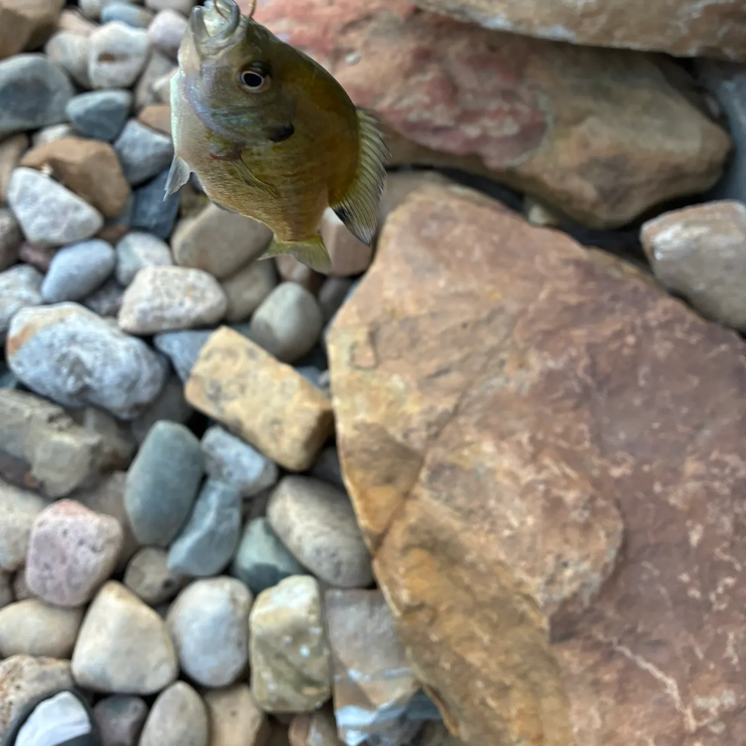Bluegill caught on Fishbrain