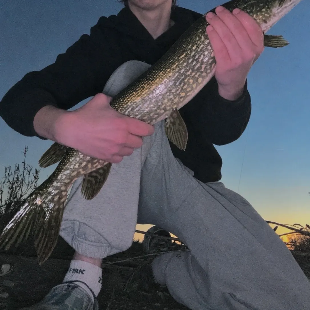 Northern pike caught on Fishbrain