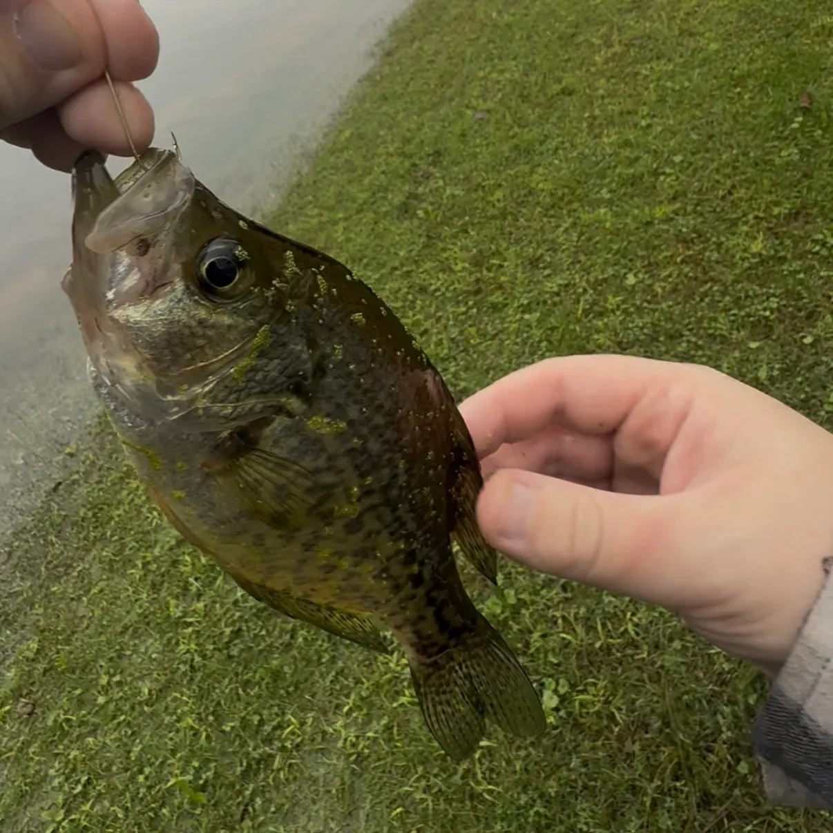 Black crappie caught on Fishbrain