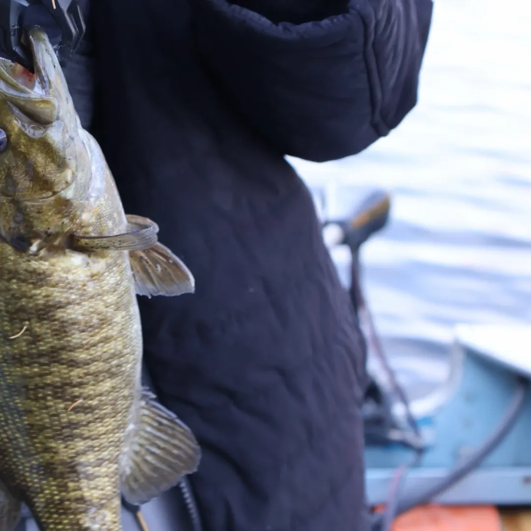 Smallmouth bass caught on Fishbrain