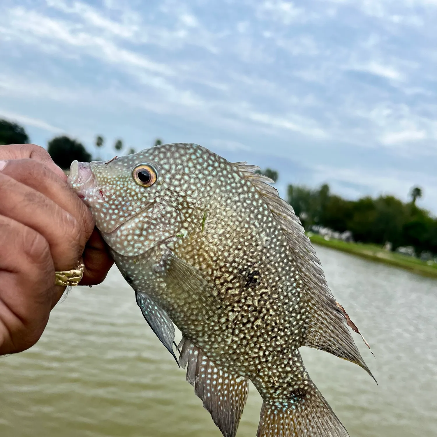 The most recent Rio Grande cichlid catches on Fishbrain