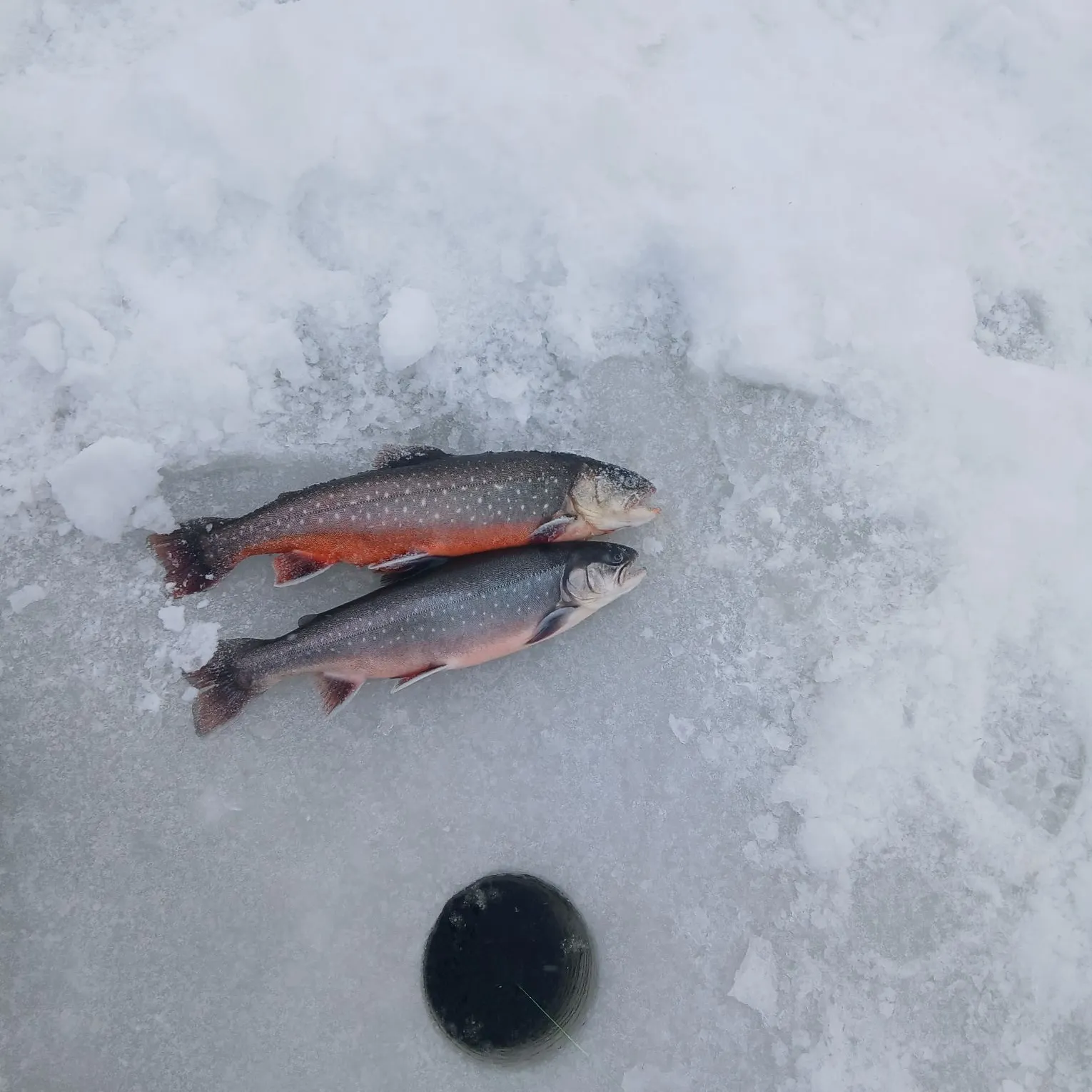 The most recent Arctic char catches on Fishbrain
