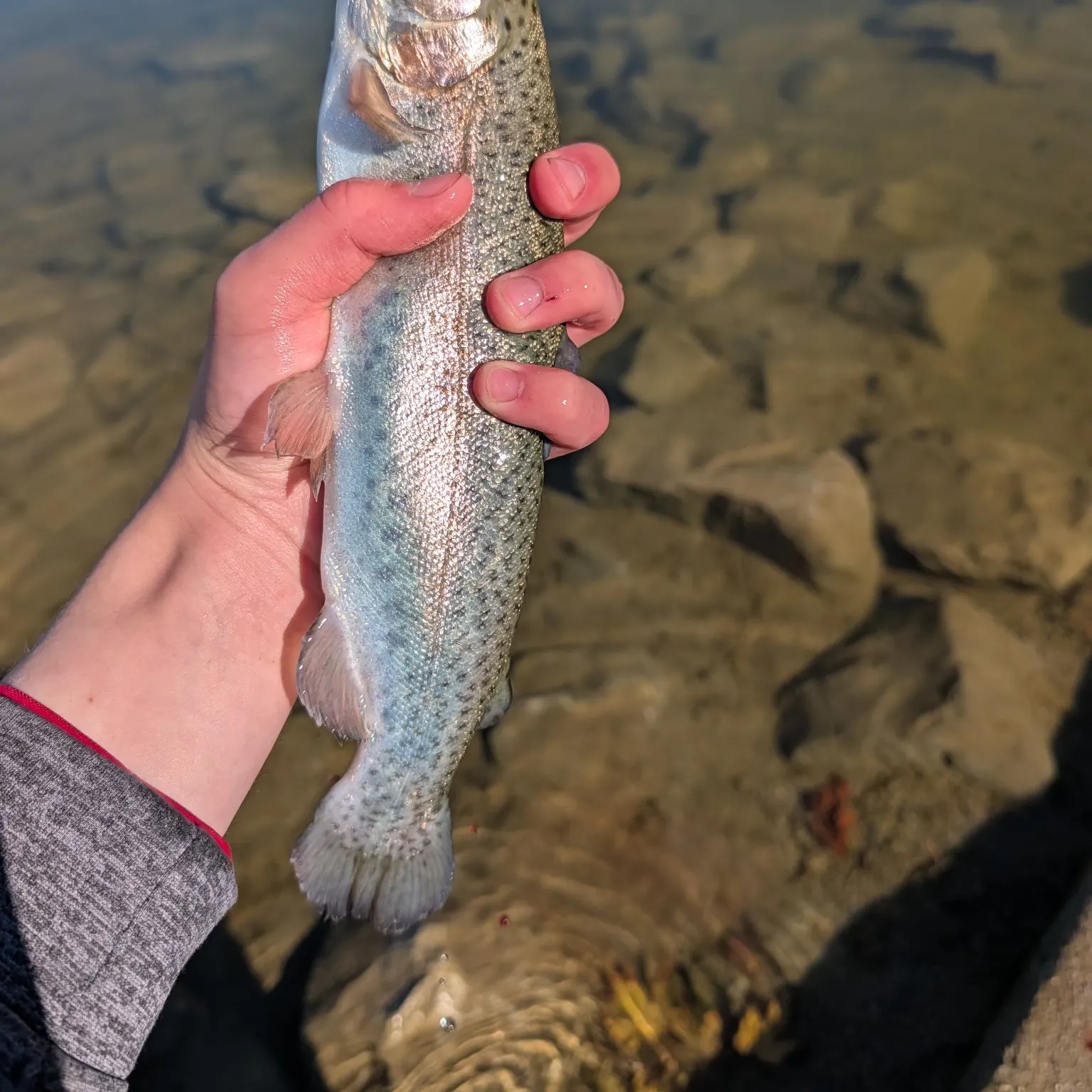Rainbow trout caught on Fishbrain