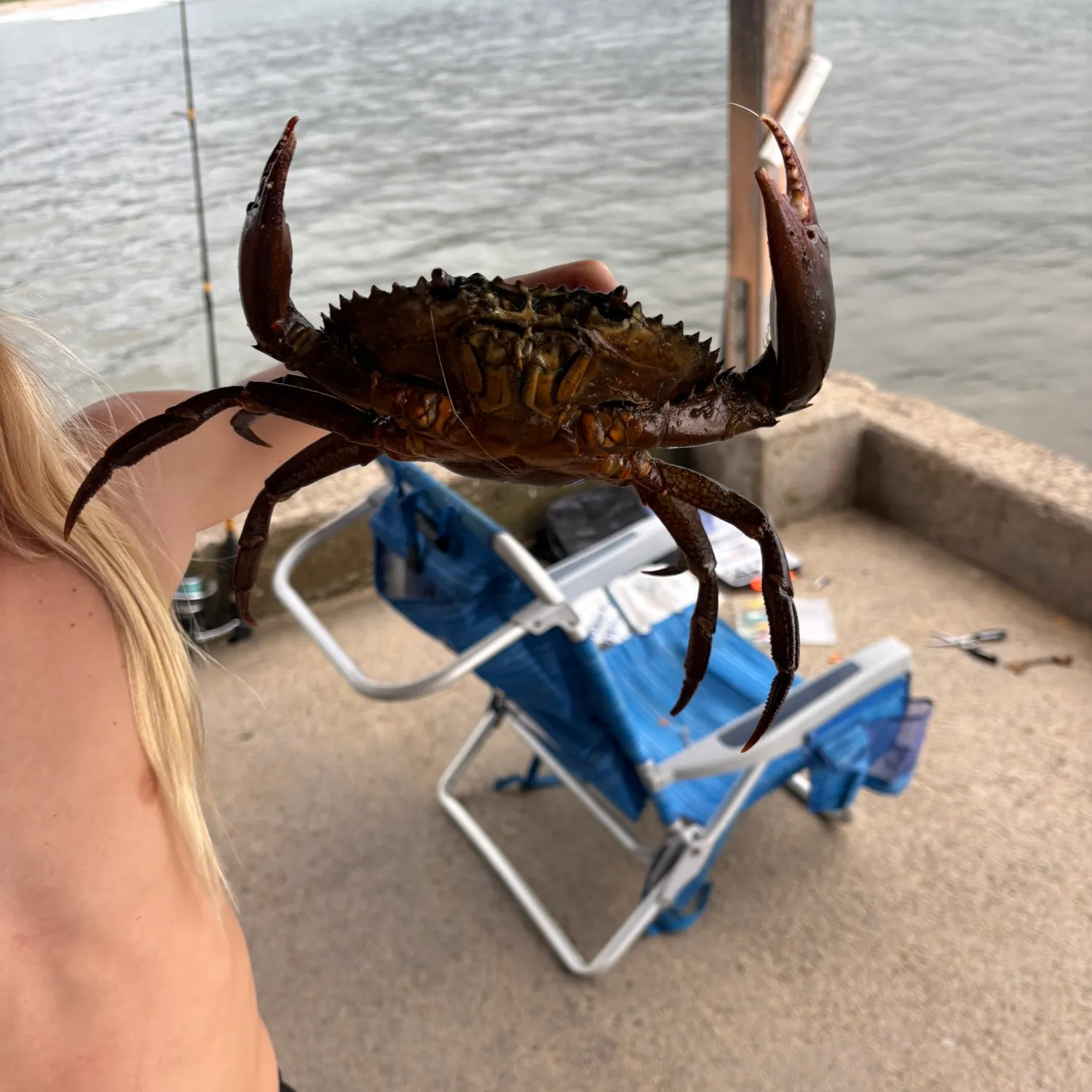 The most recent Giant mud crab catches on Fishbrain