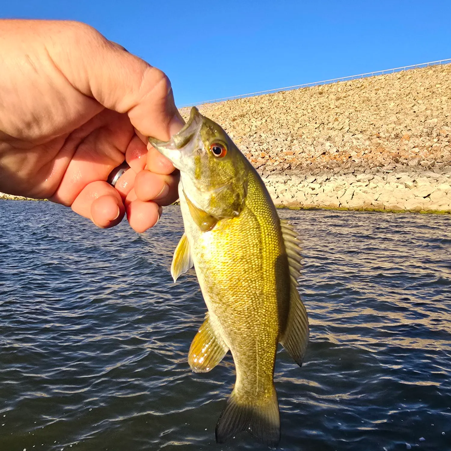 Smallmouth bass caught on Fishbrain