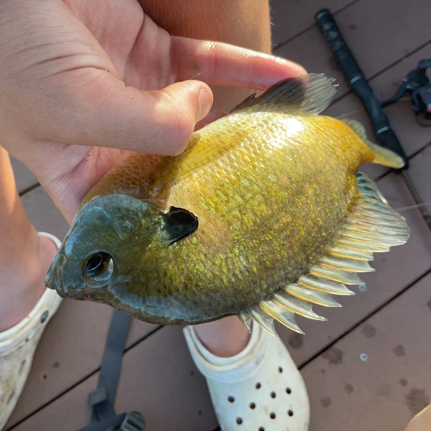 Bluegill caught on Fishbrain