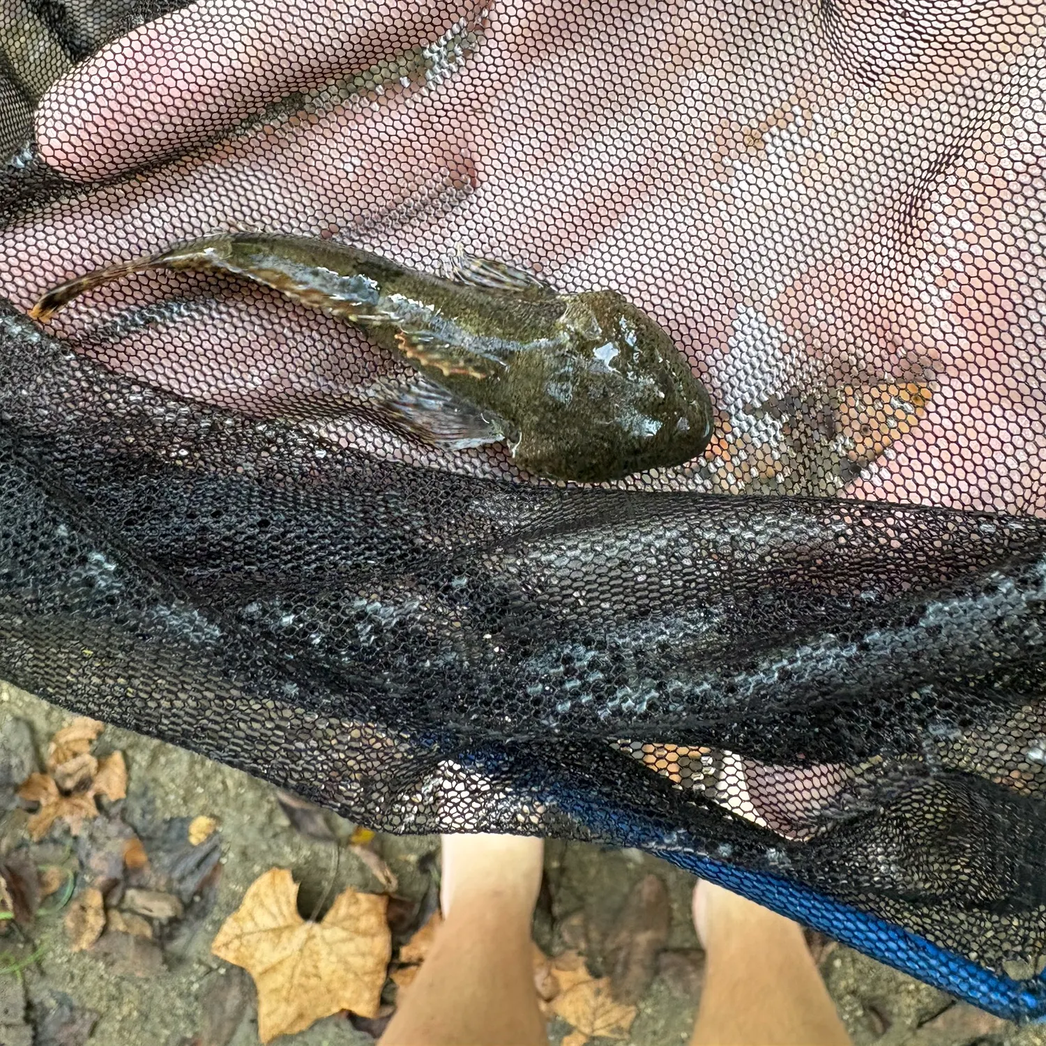 The most recent Common goby catches on Fishbrain
