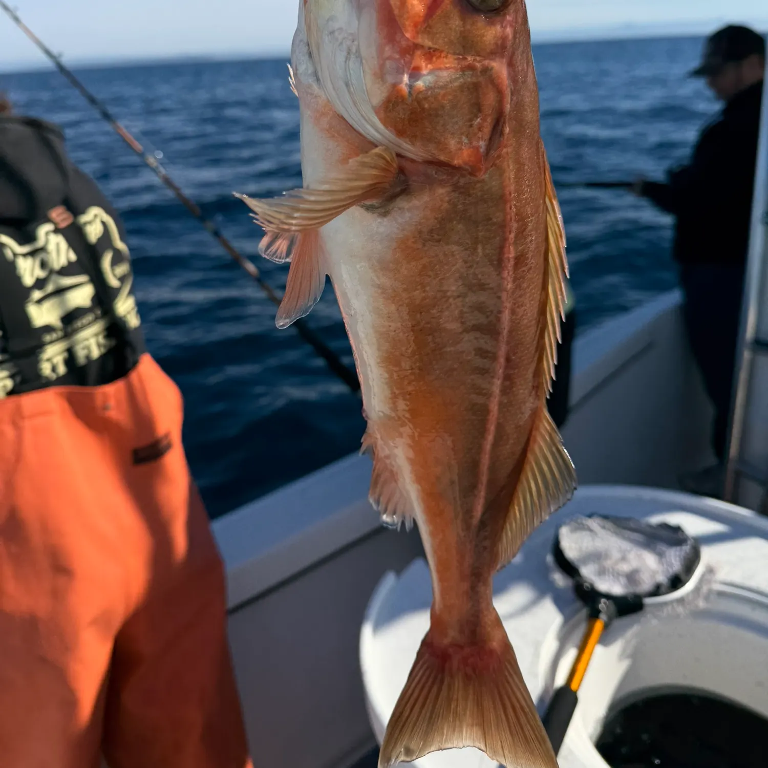 The most recent Redstripe rockfish catches on Fishbrain