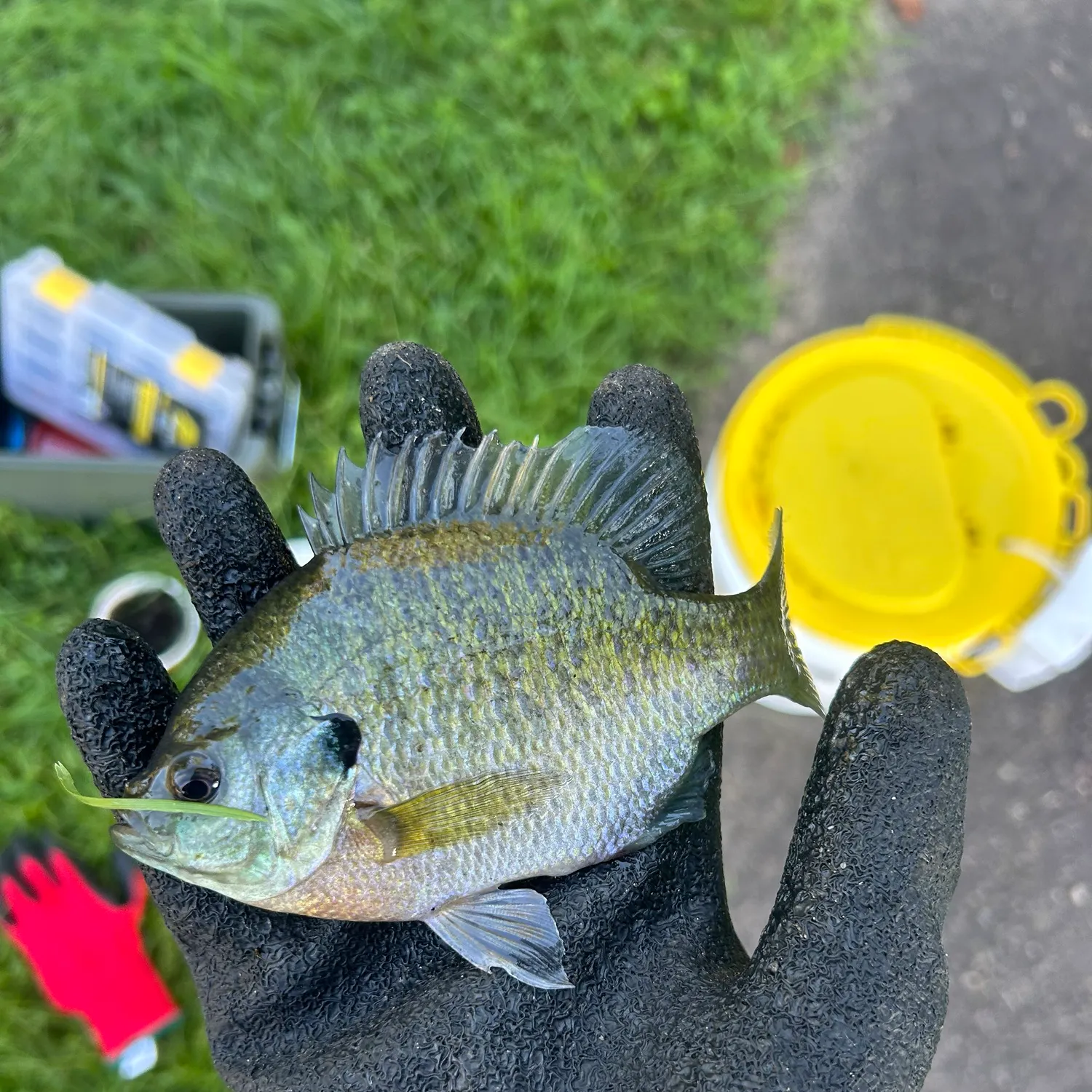 Bluegill caught on Fishbrain