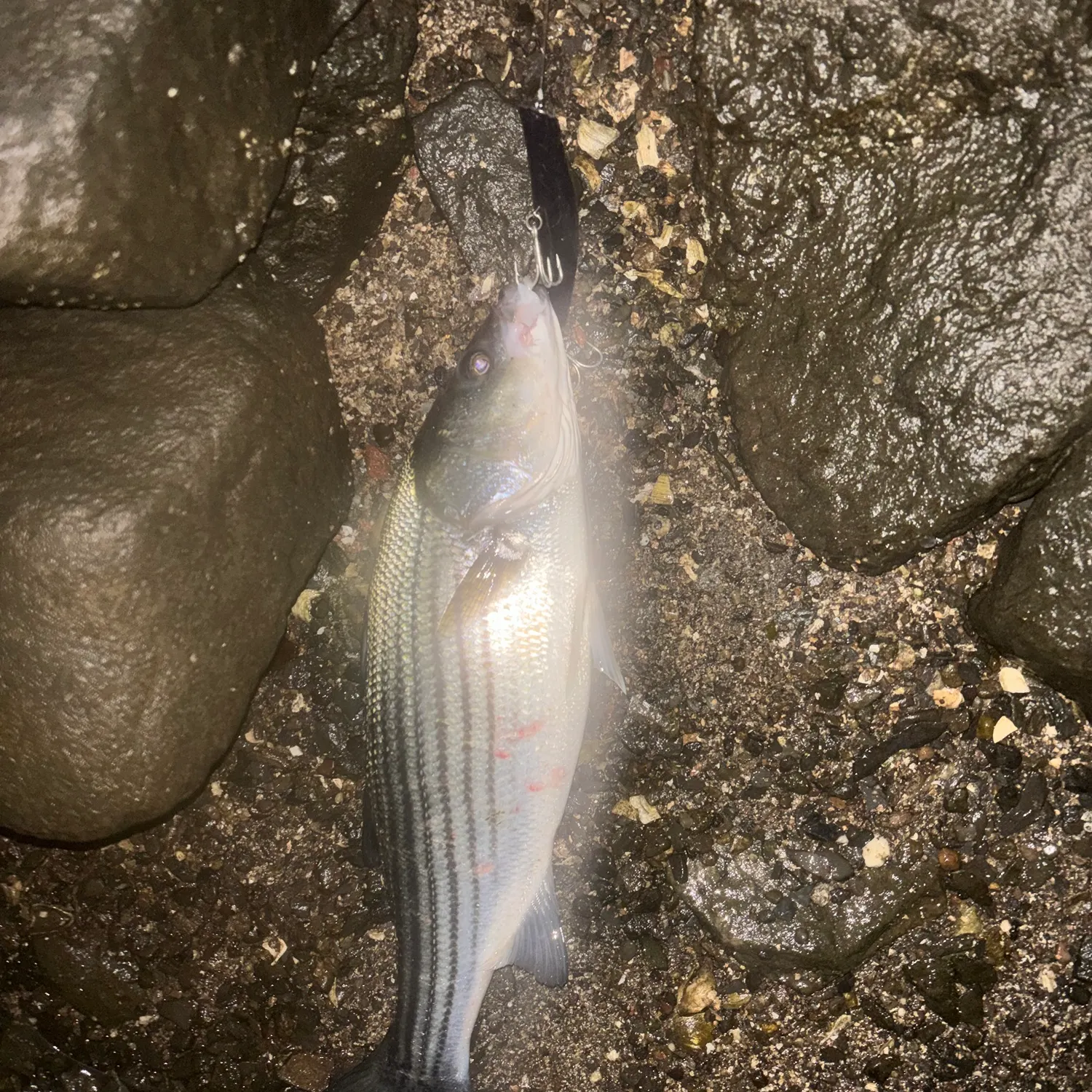Striped bass caught on Fishbrain