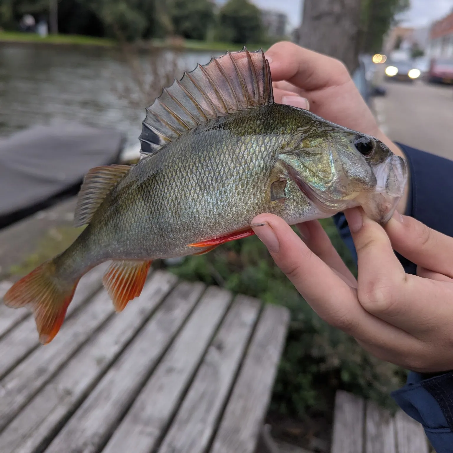 European perch caught on Fishbrain