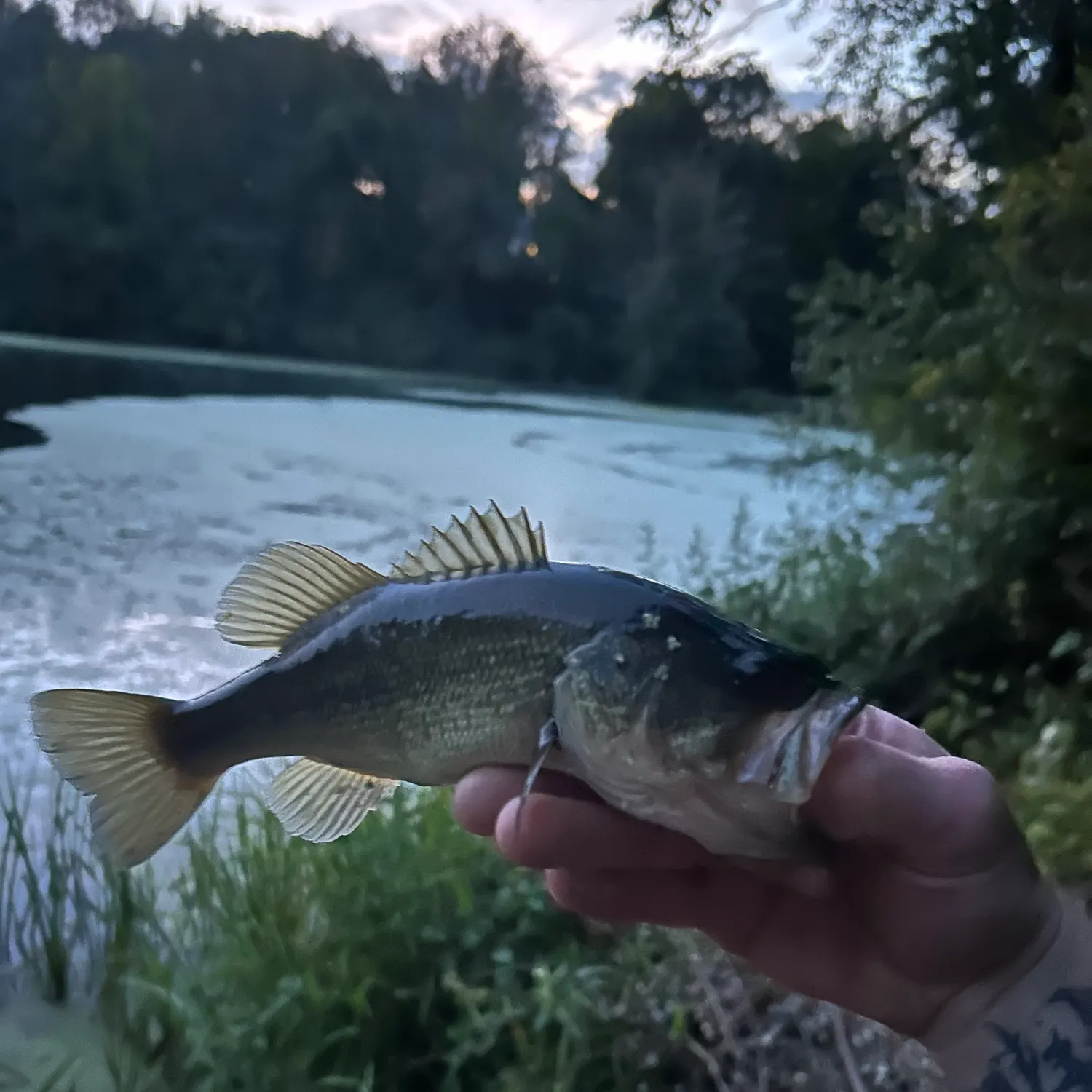 Largemouth bass caught on Fishbrain