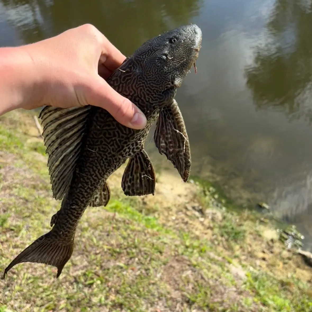 The most recent Suckermouth catfish catches on Fishbrain