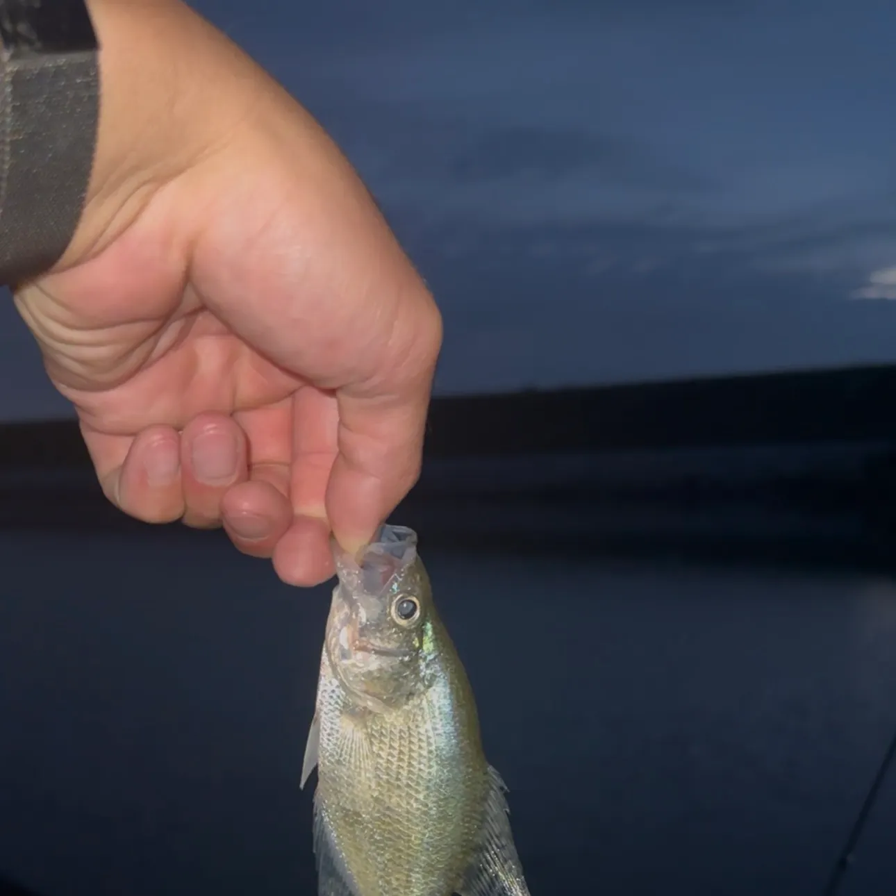 White crappie caught on Fishbrain