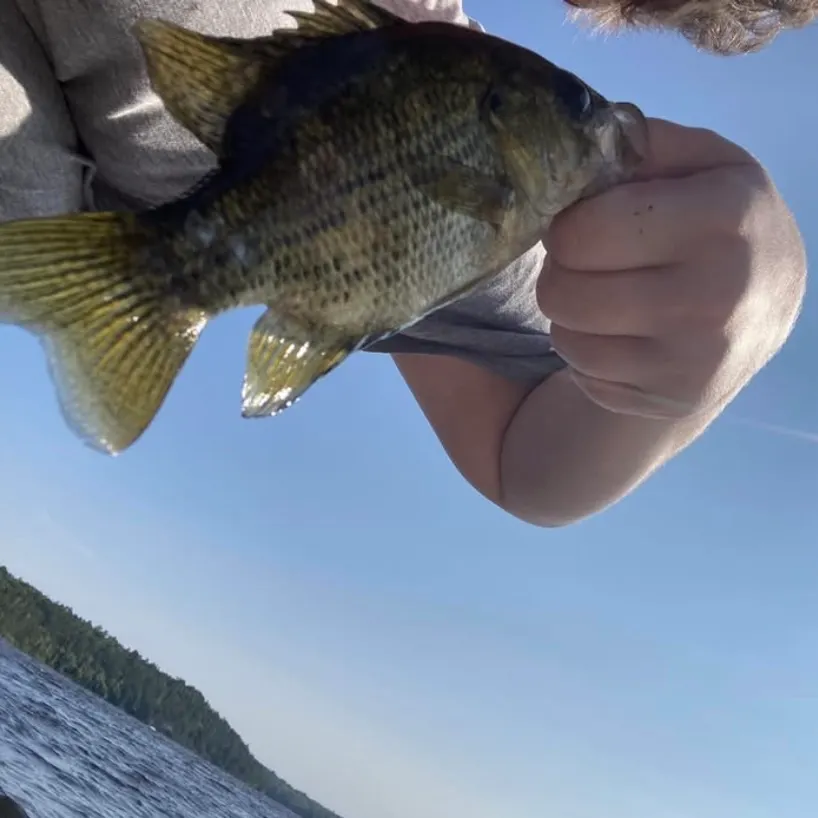 The most recent Rock bass catches on Fishbrain
