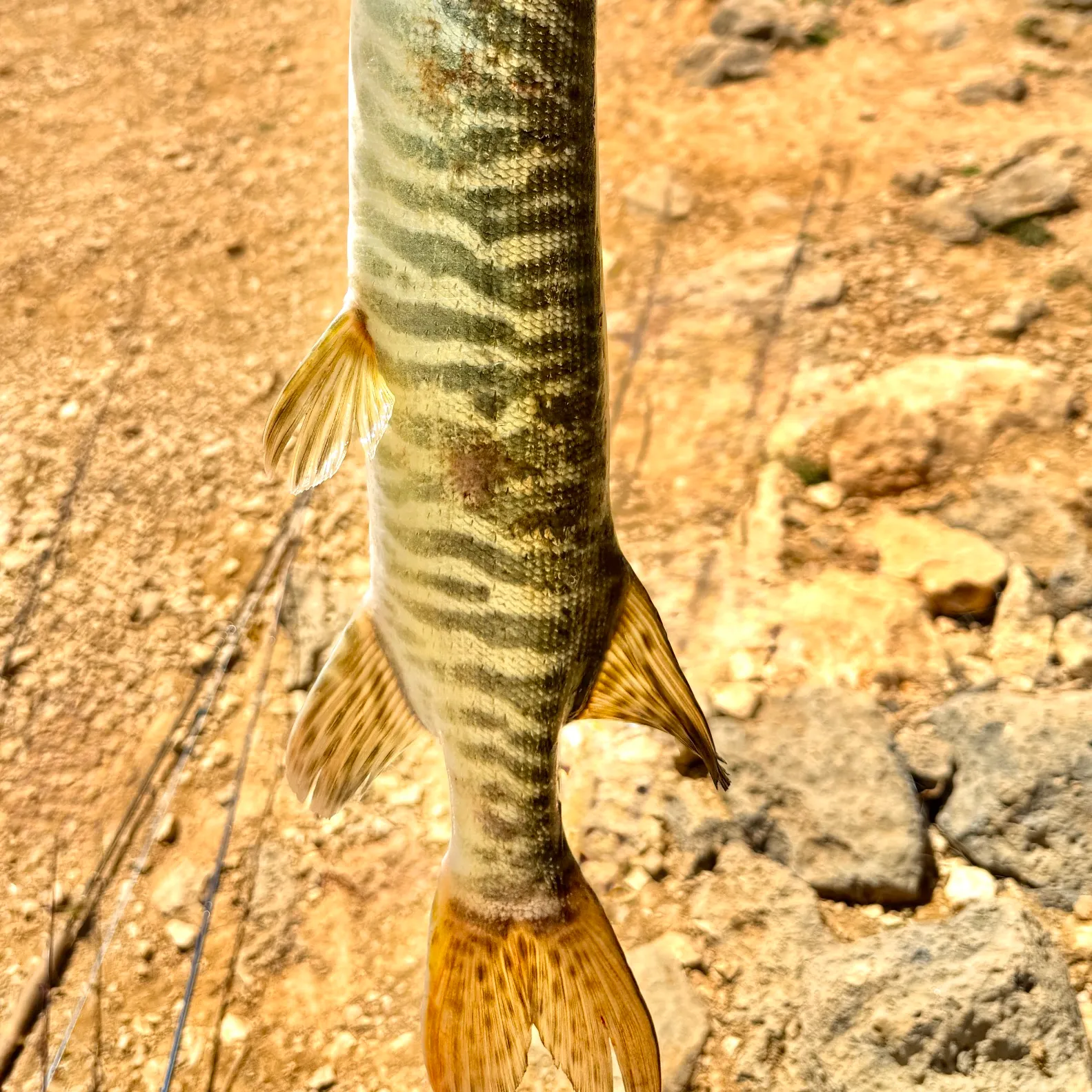 The most recent Tiger muskellunge catches on Fishbrain