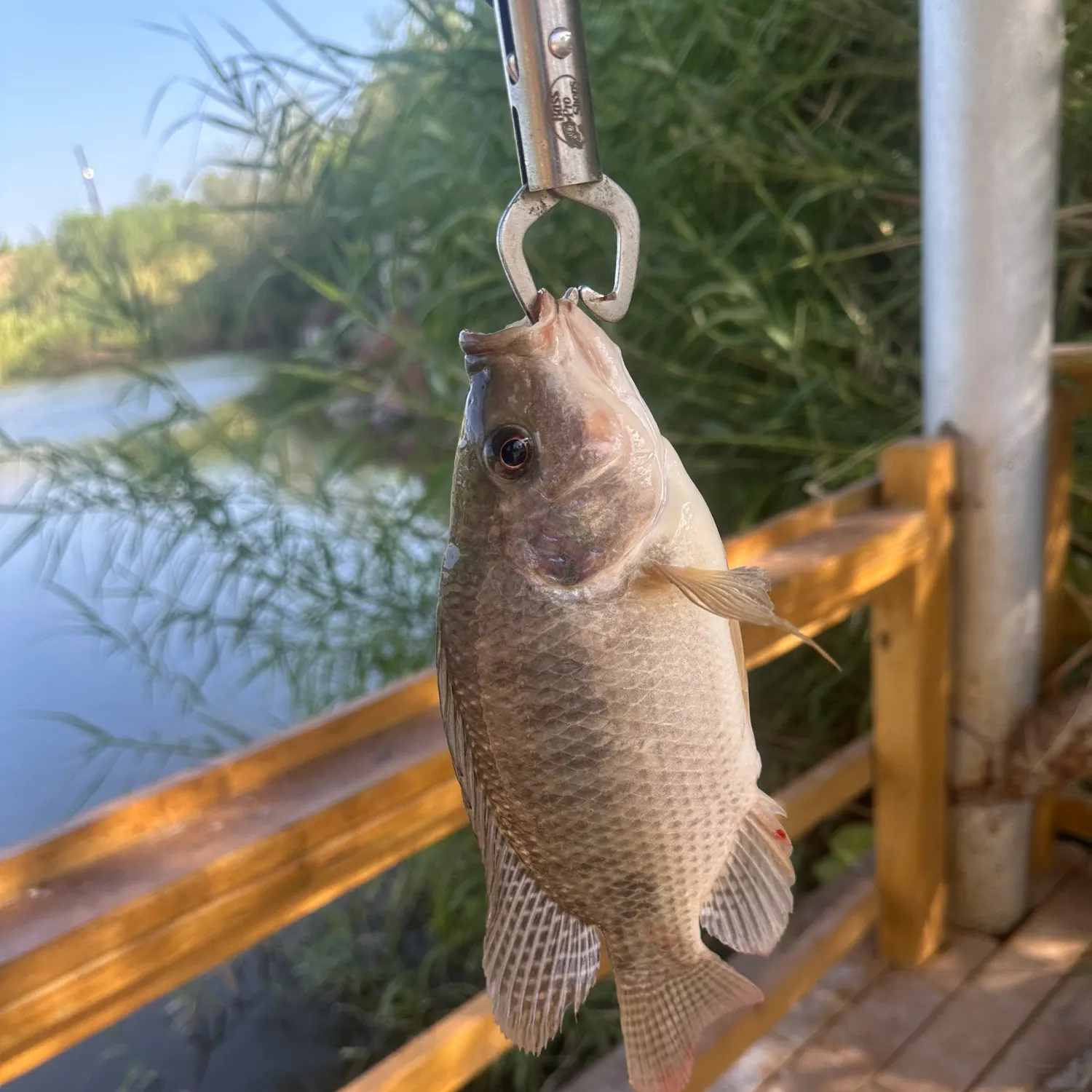 Nile tilapia caught on Fishbrain