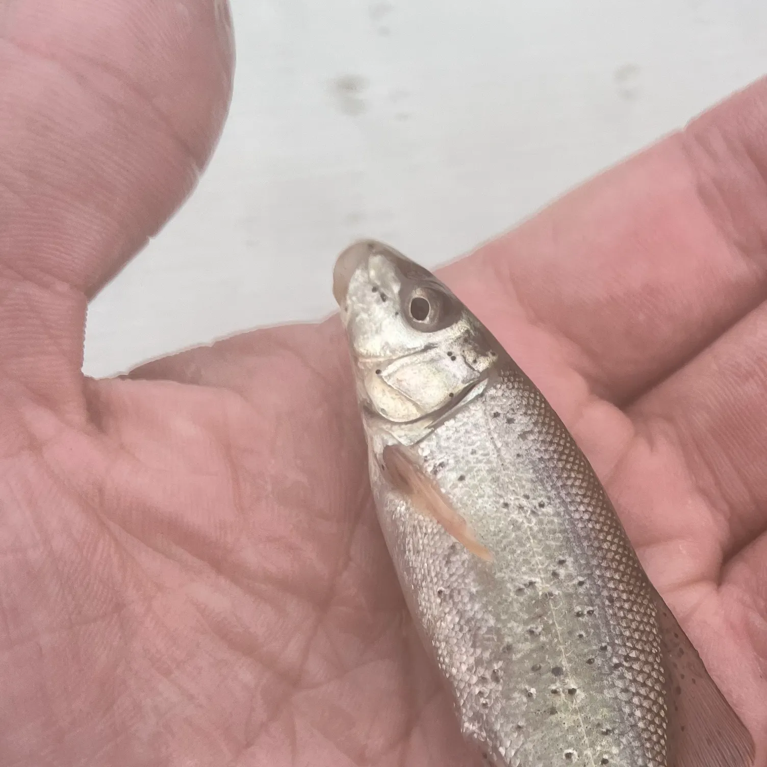 The most recent June sucker catches on Fishbrain