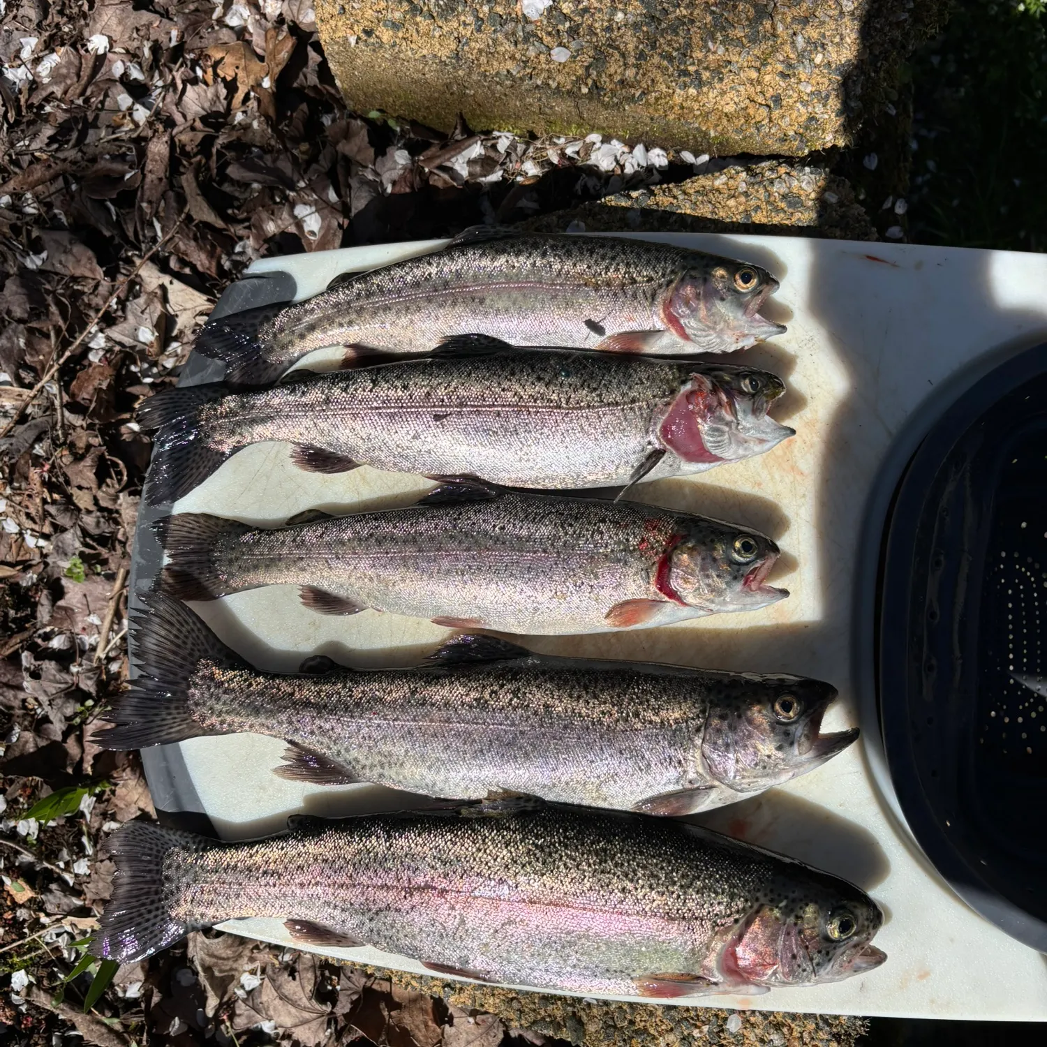 recently logged catches