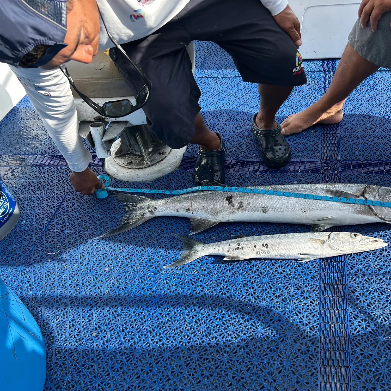 The most recent Great barracuda catches on Fishbrain