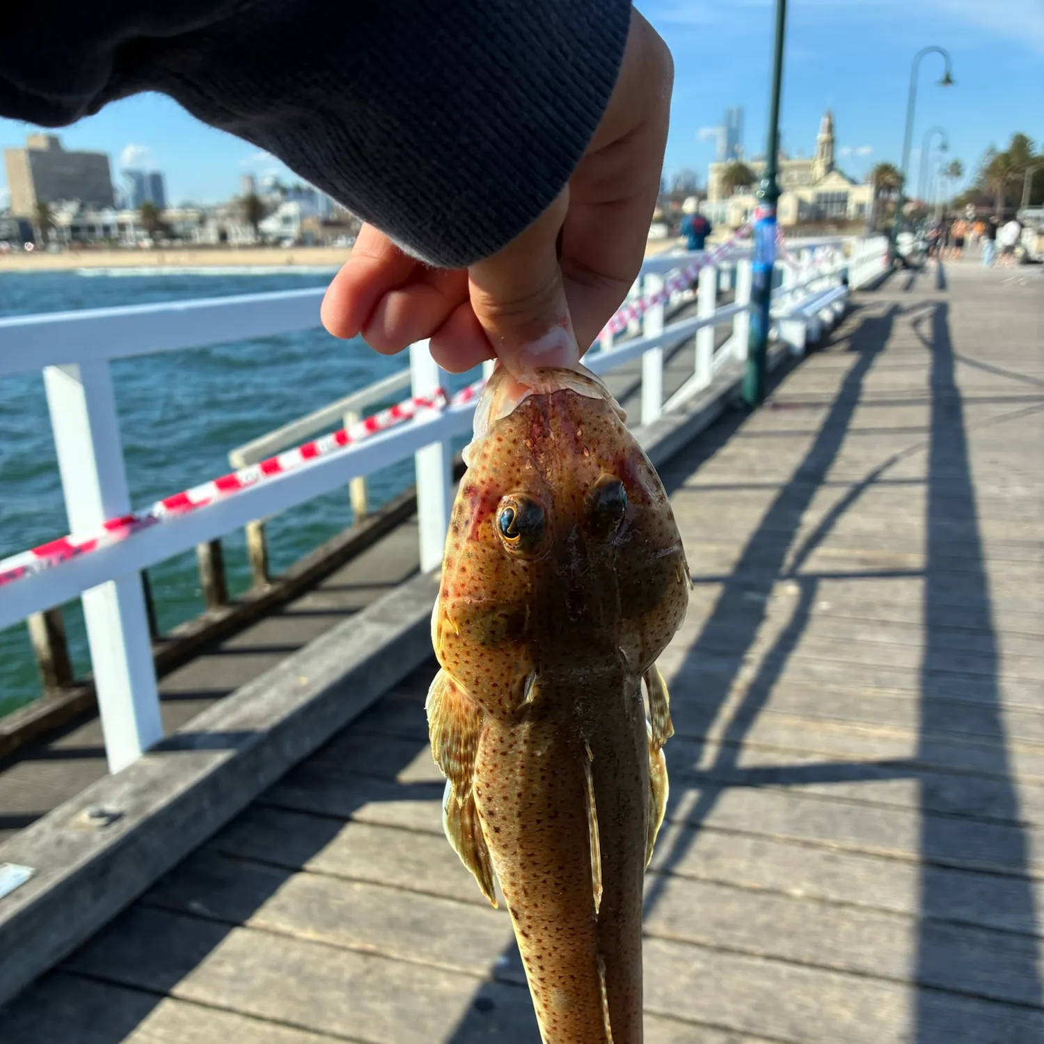 Sand flathead caught on Fishbrain