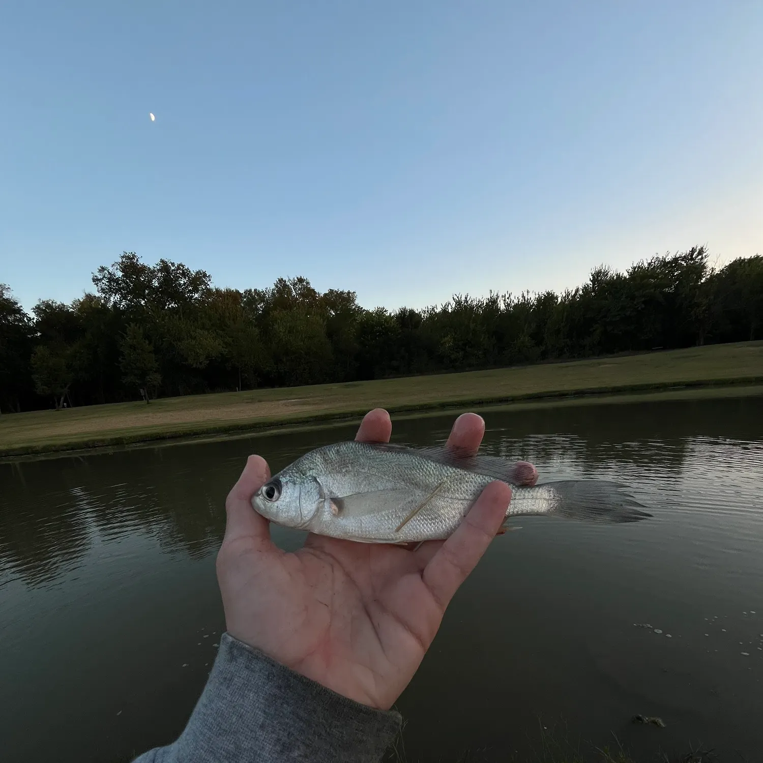 Freshwater drum caught on Fishbrain