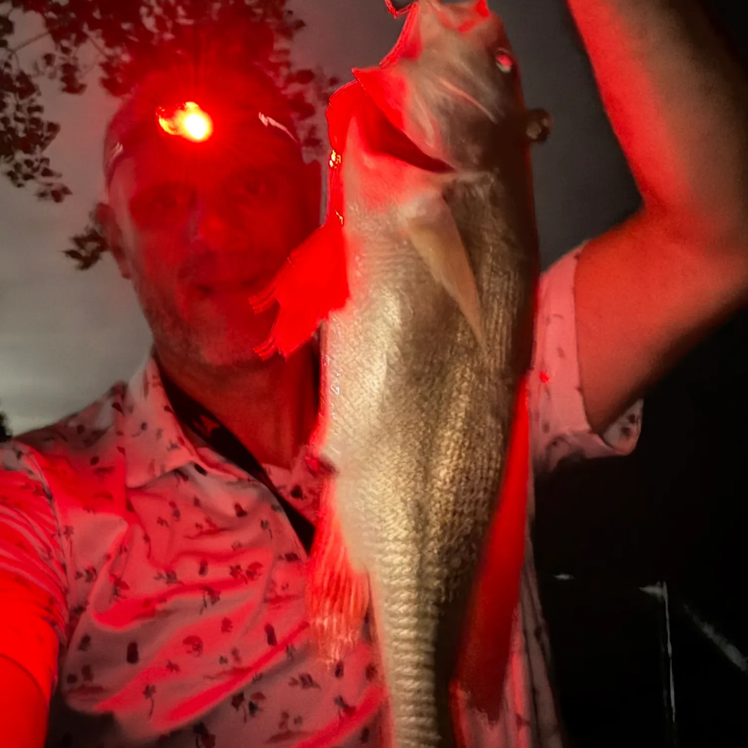 Freshwater drum caught on Fishbrain