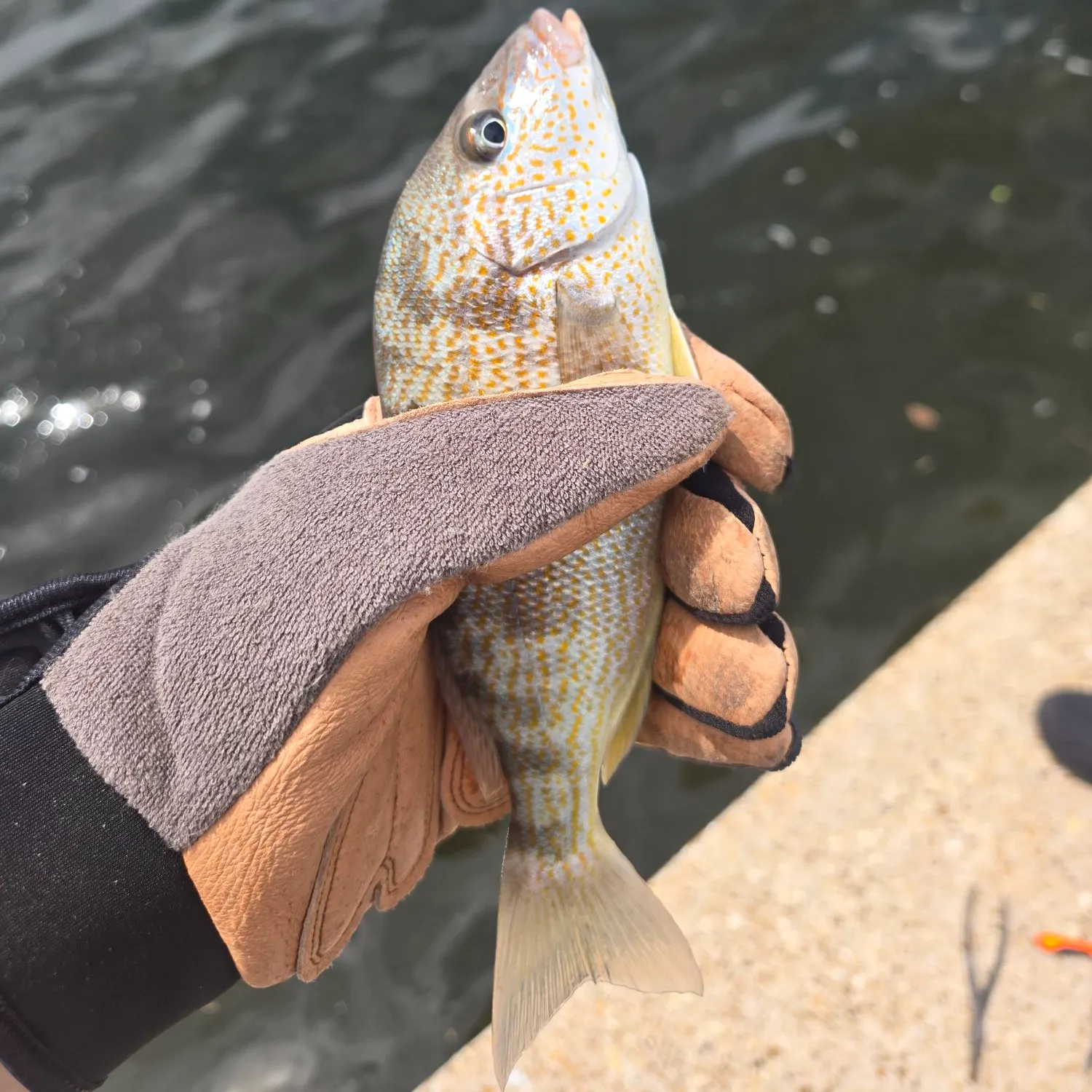 Pigfish caught on Fishbrain