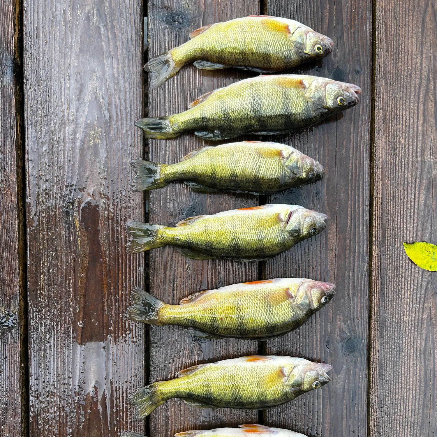 Yellow perch caught on Fishbrain