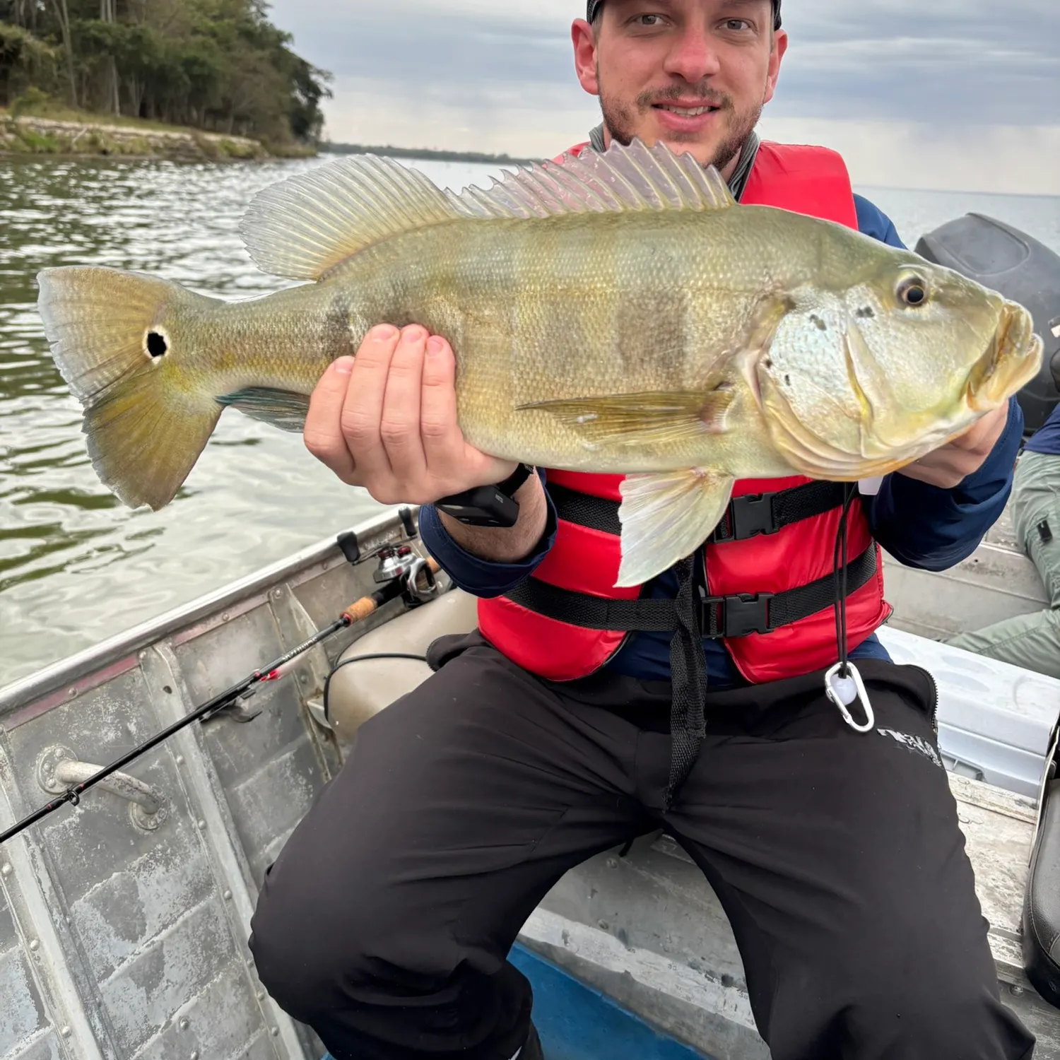 Blue peacock bass caught on Fishbrain