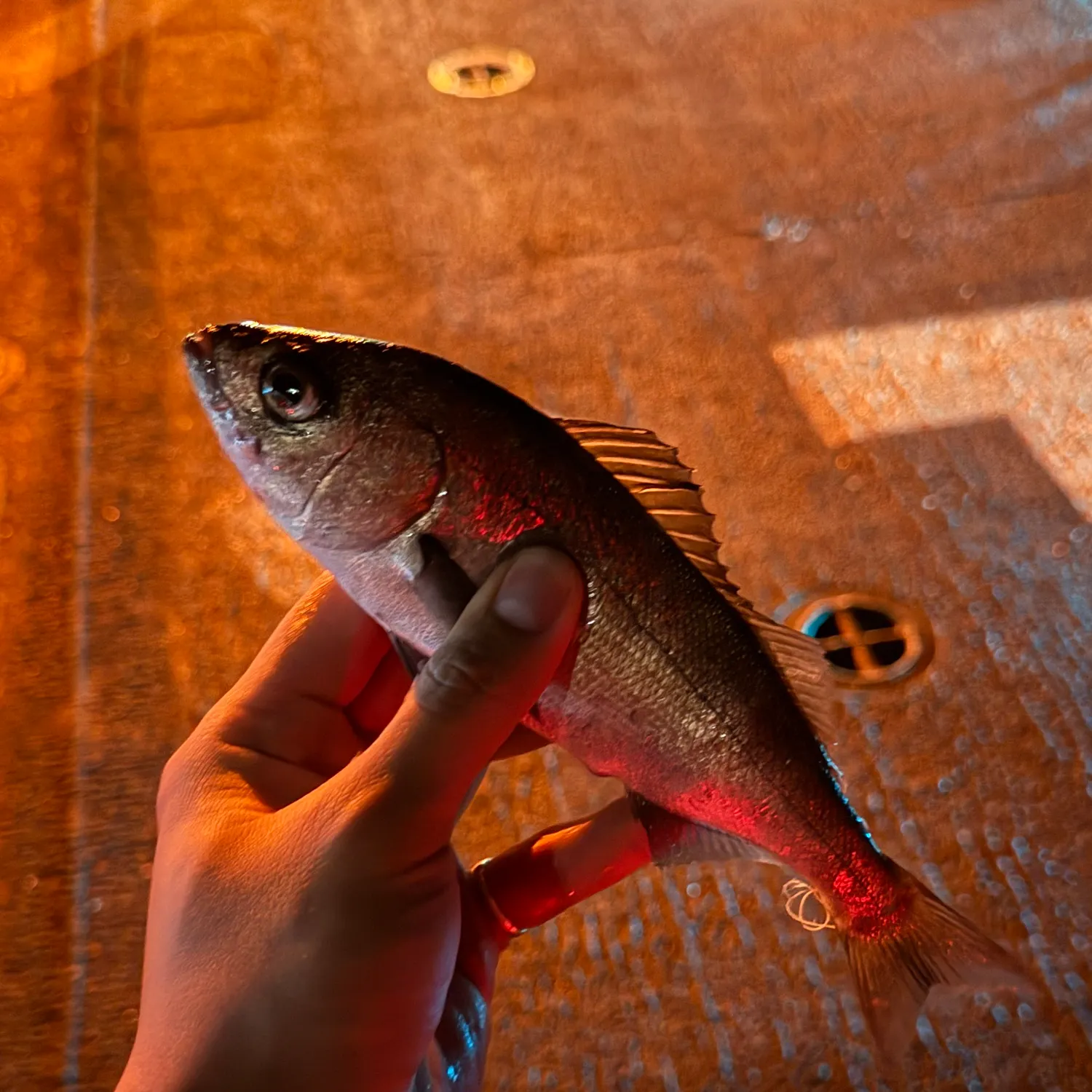 The most recent Panama grunt catches on Fishbrain