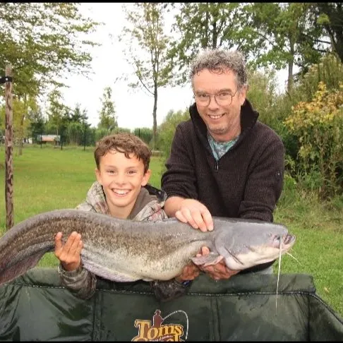 The most recent Wels catfish catches on Fishbrain