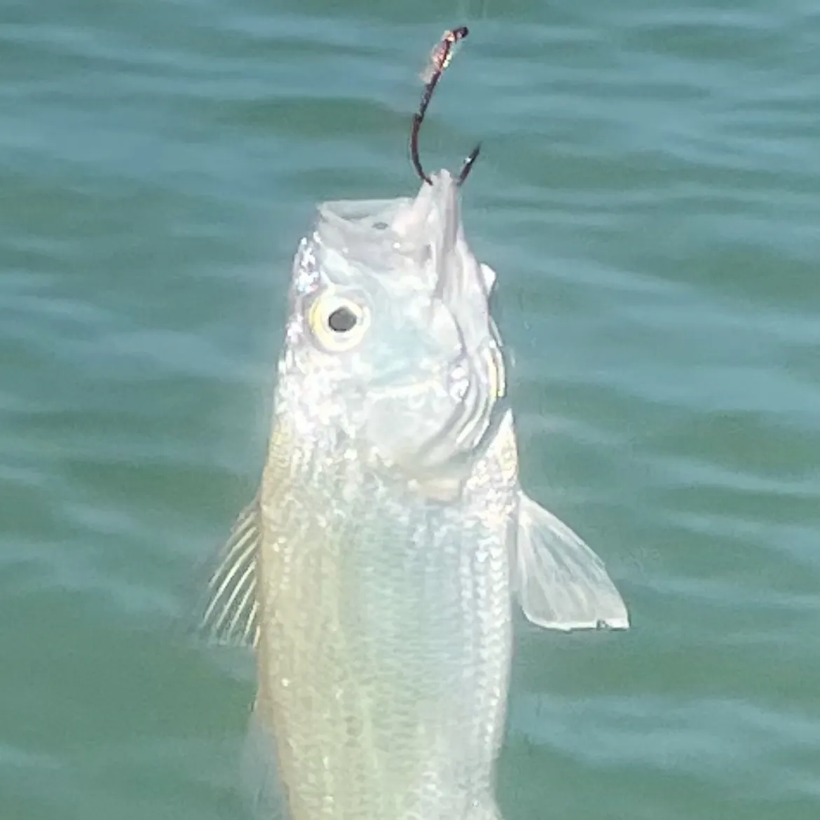 The most recent Silver mojarra catches on Fishbrain