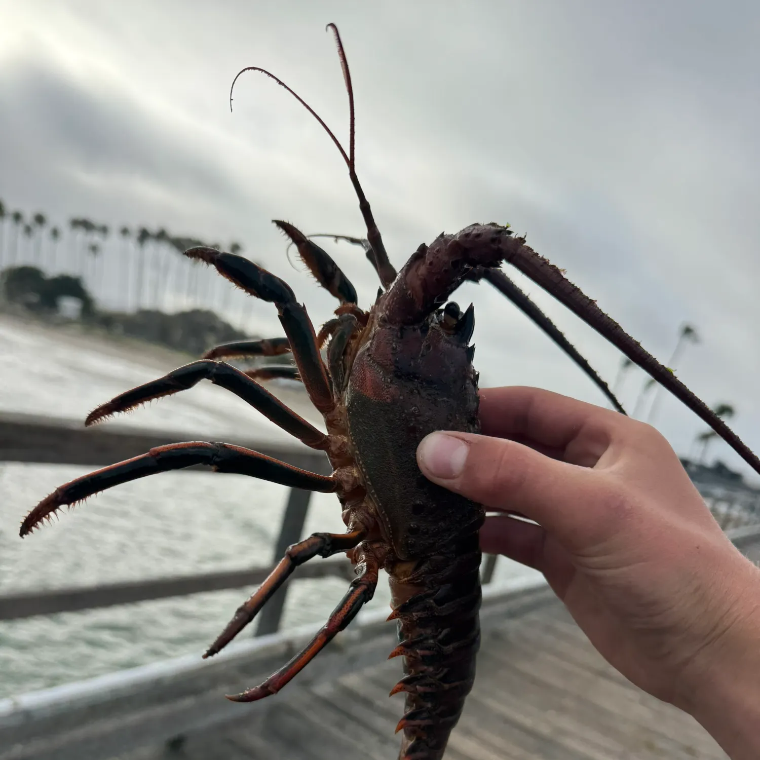 The most recent California spiny lobster catches on Fishbrain