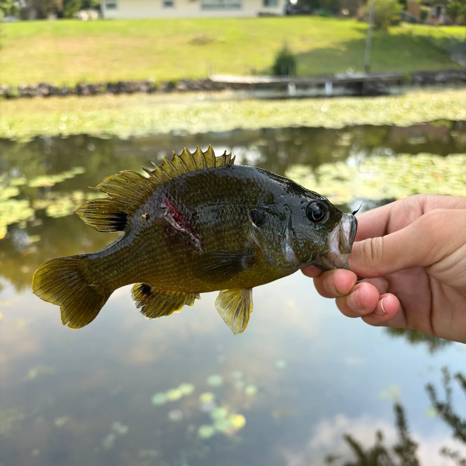catch