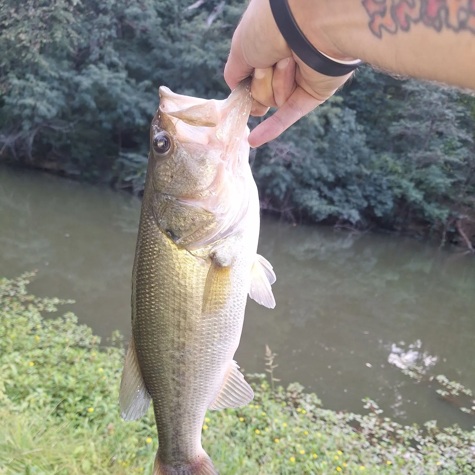 Largemouth bass caught on Fishbrain