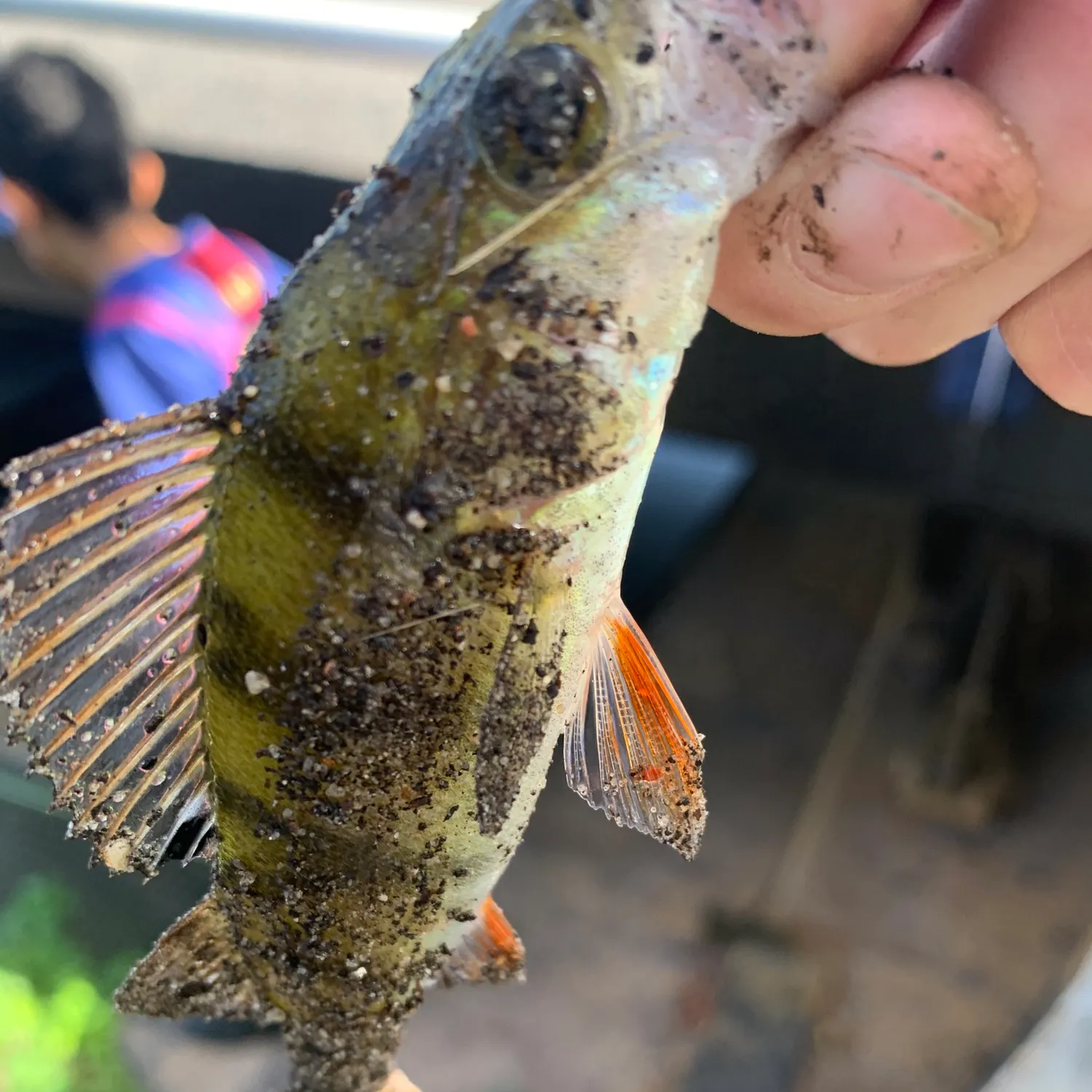 European perch caught on Fishbrain