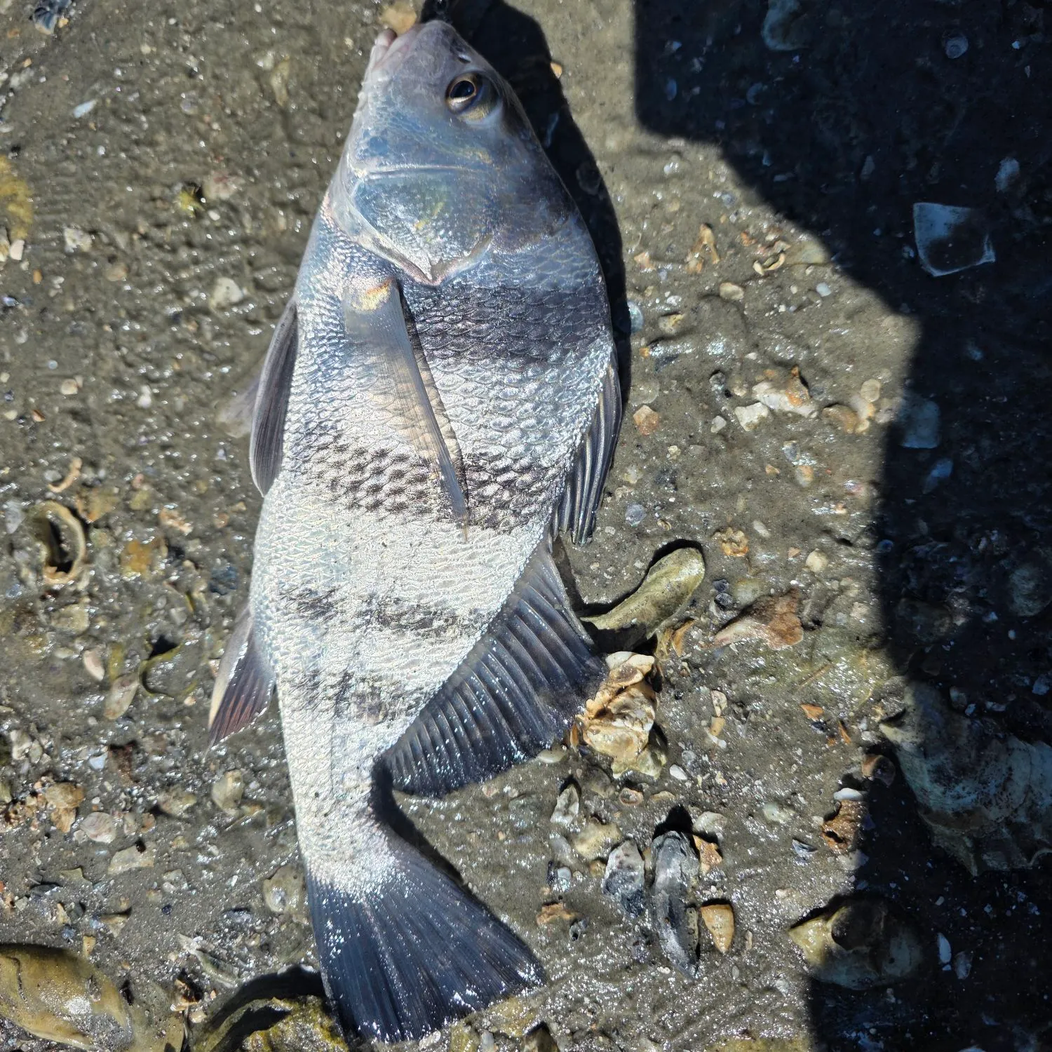 Black drum caught on Fishbrain