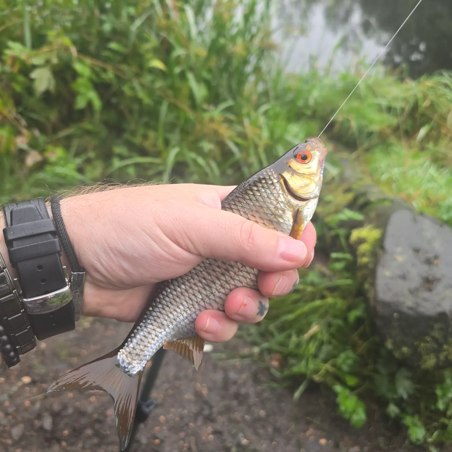 Common roach caught on Fishbrain