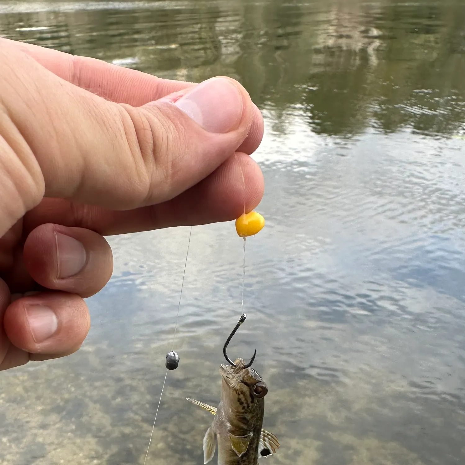Round goby caught on Fishbrain